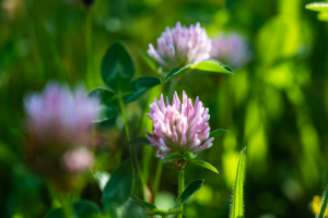 Benefits of planting red clover